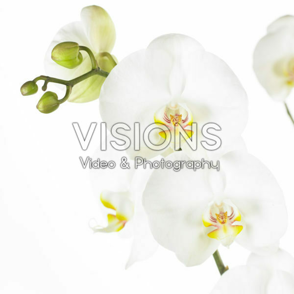 Phalaenopsis White World