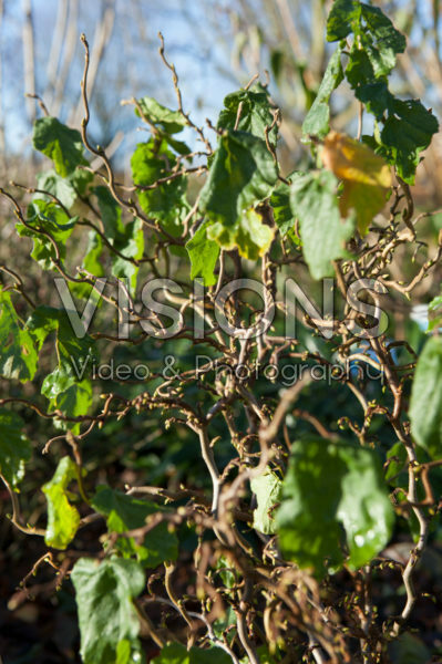 Corylus avellana Twister Corylus avellana Twister