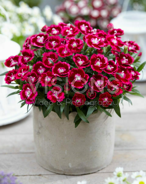 Dianthus Olivia Cherry ® Dianthus Olivia Cherry ®