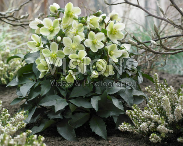 Helleborus HGC® Monte Christo Helleborus HGC® Monte Christo