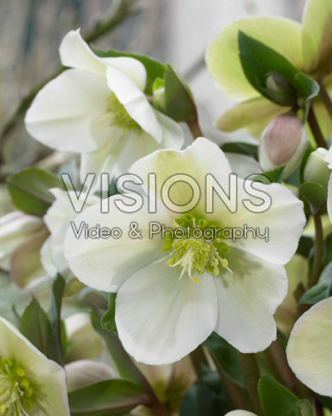 Helleborus HGC® Malory Helleborus HGC® Malory