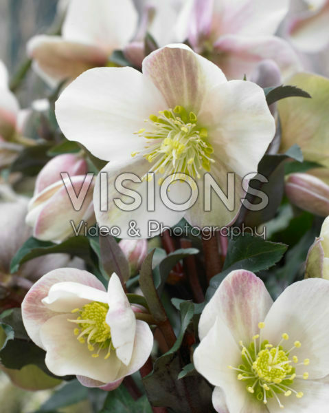 Helleborus HGC® Camelot®