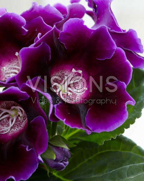 Gloxinia purple