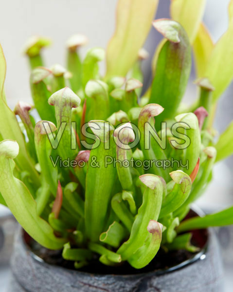 Sarracenia Barba Sarracenia Barba