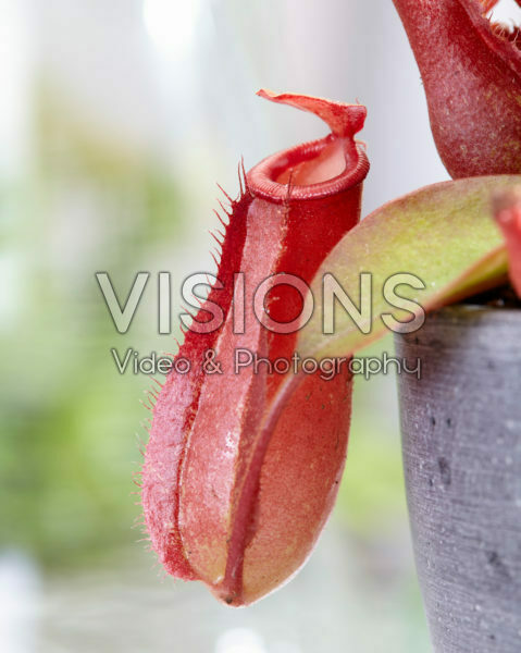 Nepenthes Bloody Mary Nepenthes Bloody Mary