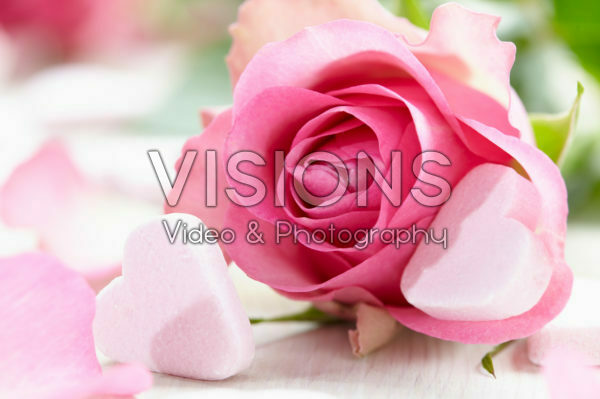 Valentine rose
