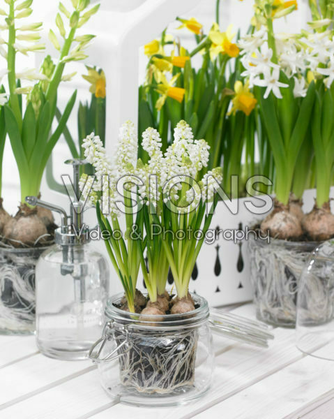 Muscari aucheri White Magic®