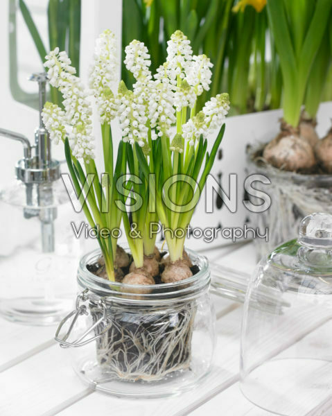 Muscari aucheri White Magic® Muscari aucheri White Magic®