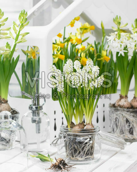 Muscari aucheri White Magic® Muscari aucheri White Magic®