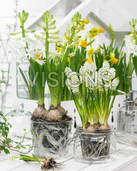 Muscari aucheri White Magic®, Hyacinthus White Pearl Muscari aucheri White Magic®, Hyacinthus White Pearl