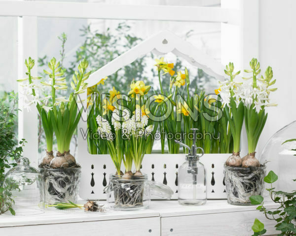 Muscari aucheri White Magic®, Hyacinthus White Pearl Muscari aucheri White Magic®, Hyacinthus White Pearl