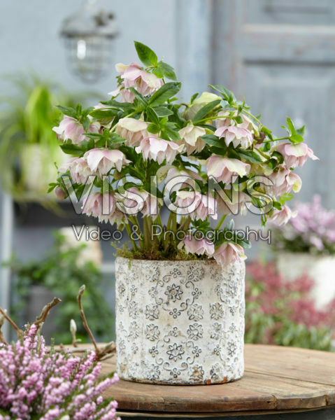 Helleborus orientalis Double Ellen® Pink Spotted Helleborus orientalis Double Ellen® Pink Spotted