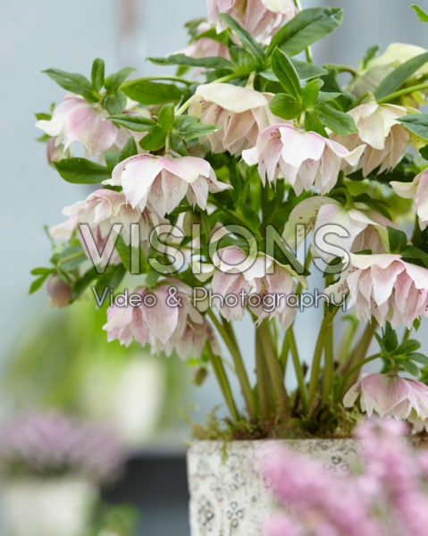 Helleborus orientalis Double Ellen® Pink Spotted Helleborus orientalis Double Ellen® Pink Spotted