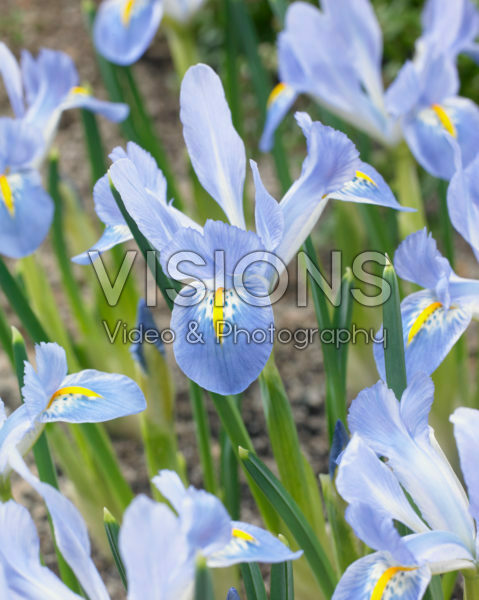 Iris reticulata Blue Planet