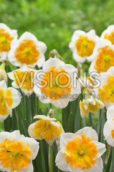 Narcissus met oranje kroon
