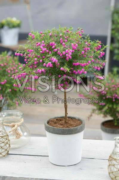 Boronia heterophylla Lipstick Boronia heterophylla Lipstick