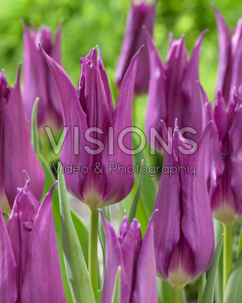 Tulipa Purple Dream