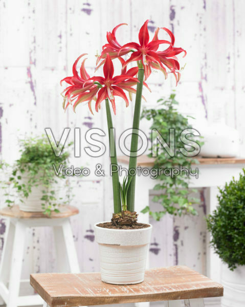 Hippeastrum Quito