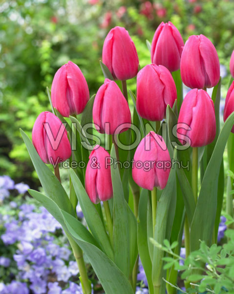 Tulipa Tineke vander Meer Tulipa Tineke vander Meer