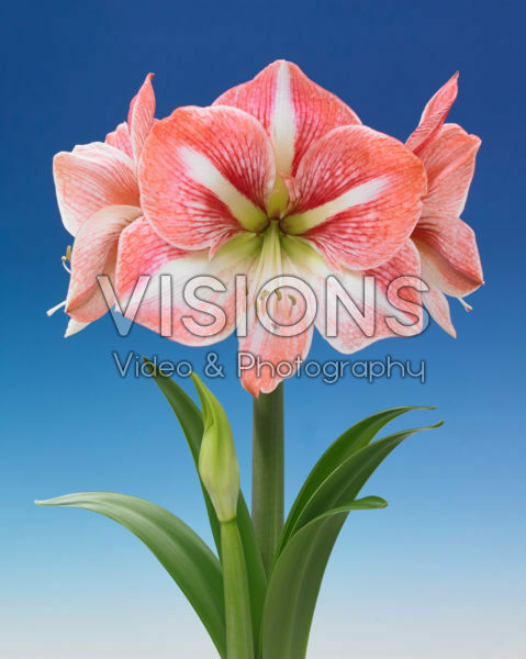 Hippeastrum Strong King
