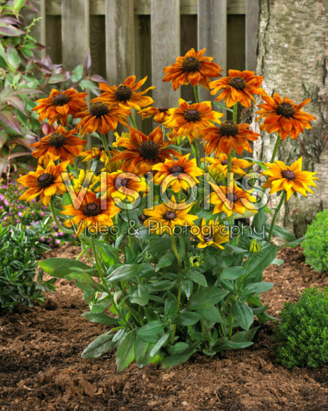 Rudbeckia Summerina Yellow Rudbeckia Summerina Yellow