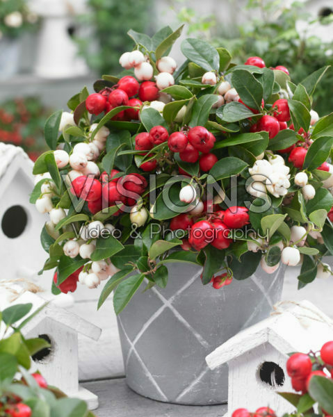 Gaultheria white and red