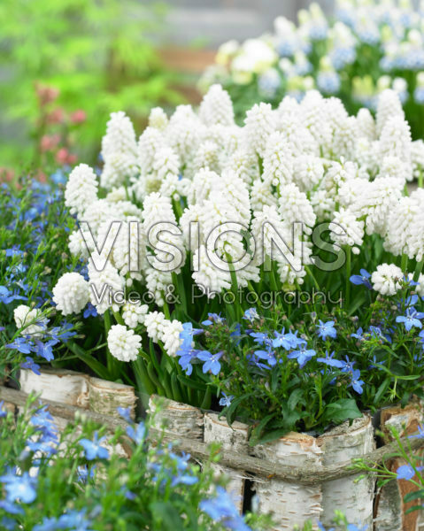Muscari aucheri White Magic® Muscari aucheri White Magic®
