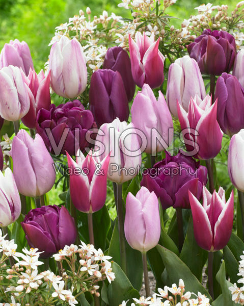 Tulipa mix