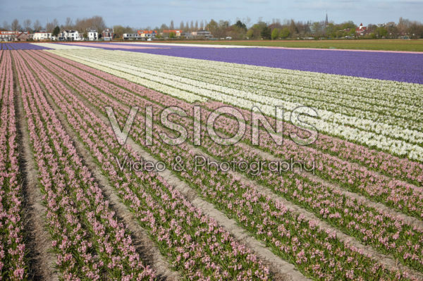 Hyacinthus field