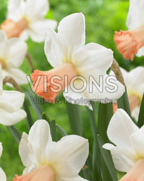 Narcissus Skype Narcissus Skype
