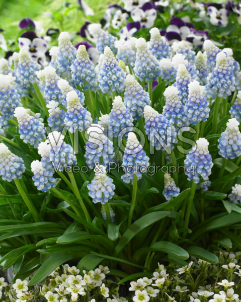 Muscari Mountain Lady