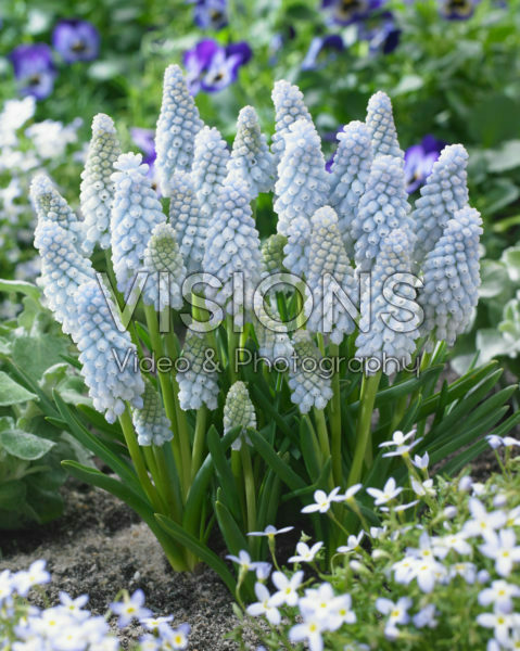 Muscari Baby's Breath