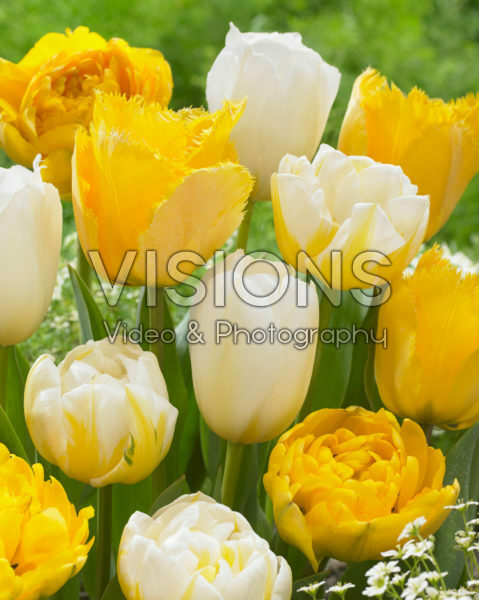 Tulipa wit en geel gemixt
