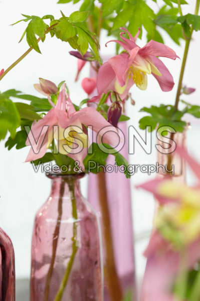 Perennial flowers in vases