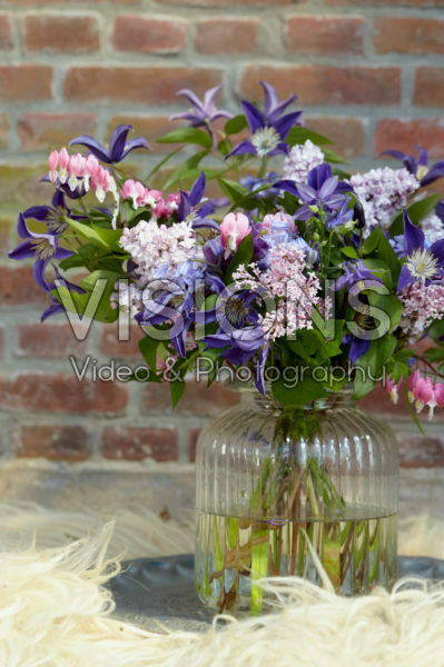 Clematis Amazing® Oslo Clematis Amazing® Oslo