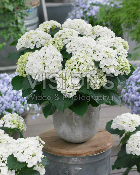 Hydrangea macrophylla Curly Wurly White Hydrangea macrophylla Curly Wurly White