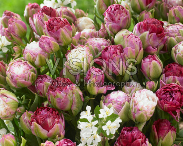 Tulipa Pearl Mountain