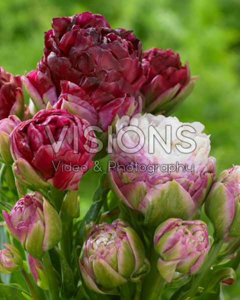 Tulipa Peggy Wonder, Pearl Mountain