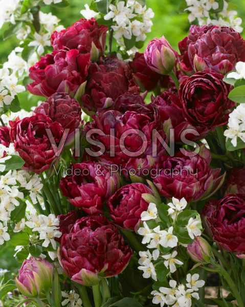 Tulipa Pearl Mountain