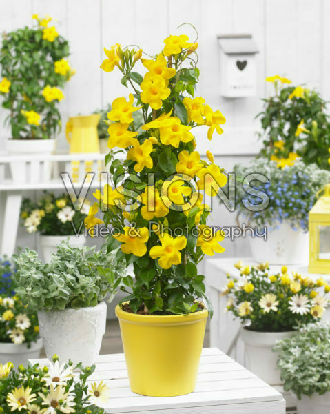 Mandevilla Bloom Bells® Yellow Mandevilla Bloom Bells® Yellow