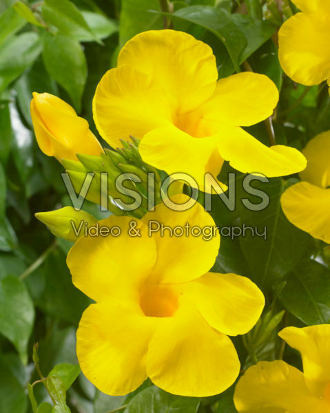 Mandevilla Bloom Bells® Yellow Mandevilla Bloom Bells® Yellow