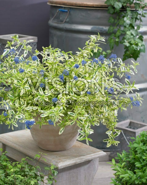 Ceanothus Lemon and Lime Ceanothus Lemon and Lime