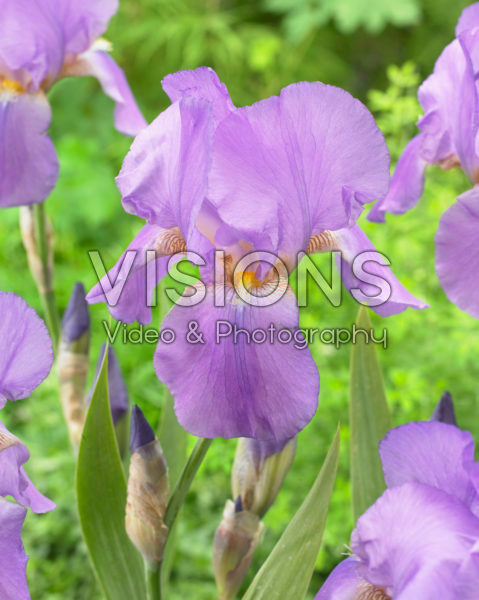 Iris germanica Dorcas Lives Again