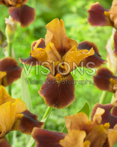 Iris germanica Hissy Fit Iris germanica Hissy Fit