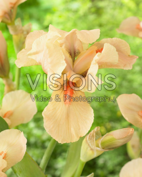 Iris germanica Apricot Silk