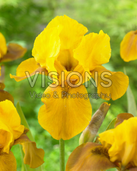 Iris germanica Bronzaire