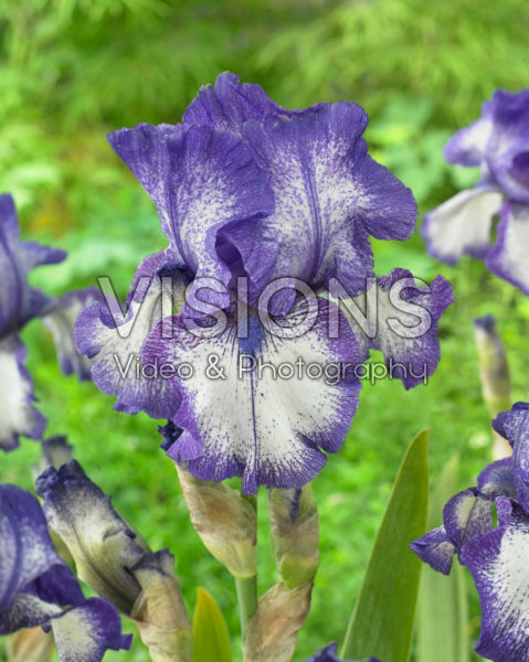 Iris germanica Kissing Circle 