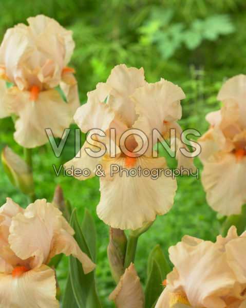 Iris germanica Peach Reprise