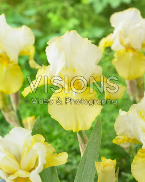 Iris germanica Baroque Prelude