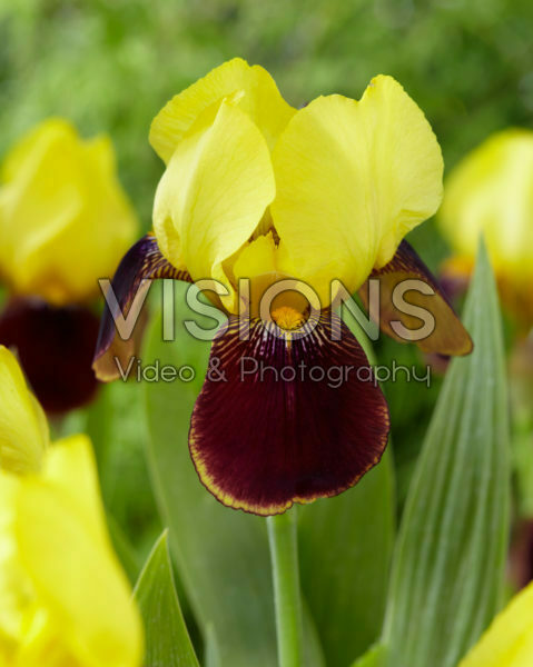 Iris germanica Rajah Brooke